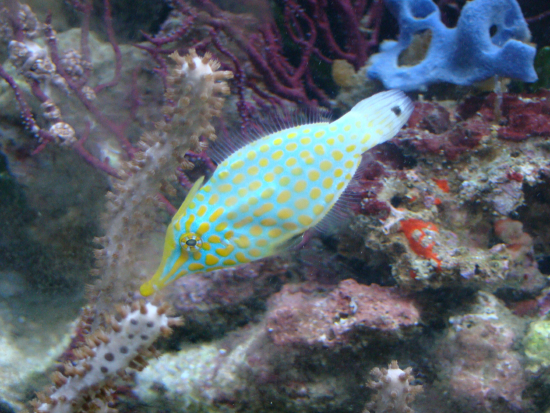  Oxymonacanthus longirostris (Orange Spotted Filefish, Harlequin Filefish)